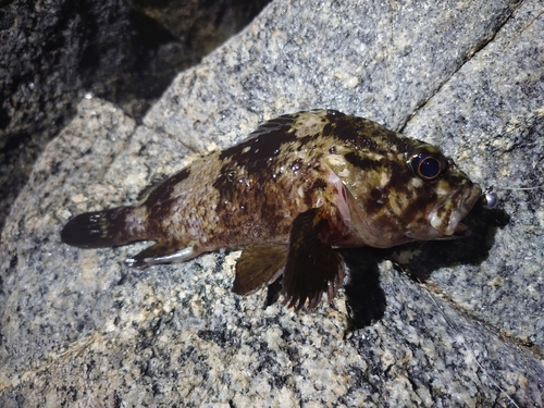 ムラソイの釣果