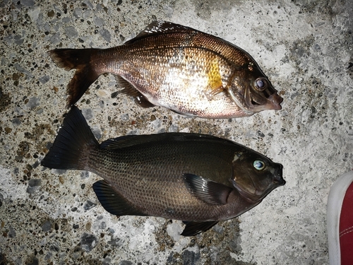 メジナの釣果