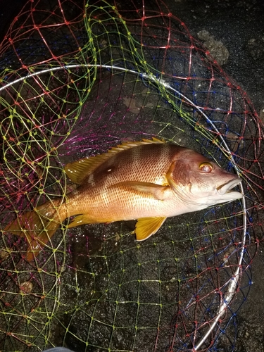 タイの釣果