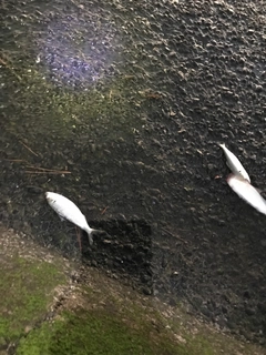 コノシロの釣果