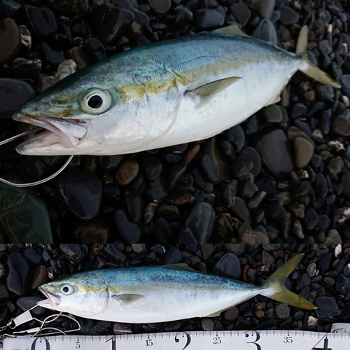 イナダの釣果