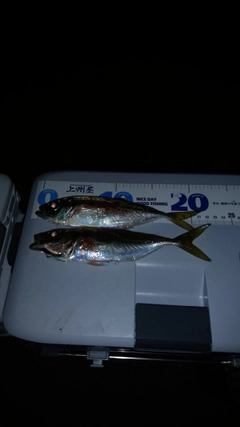 マアジの釣果