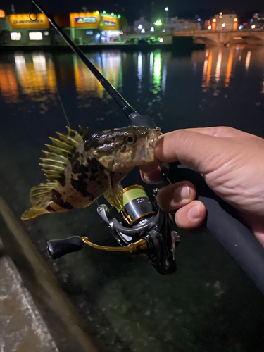 タケノコメバルの釣果