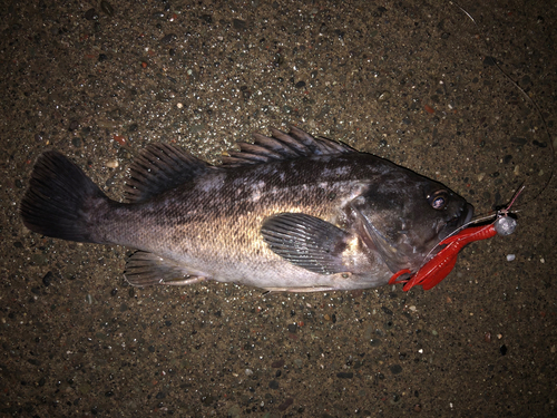 クロソイの釣果