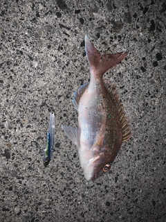 タイの釣果