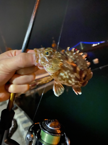 カサゴの釣果