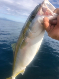 ハマチの釣果