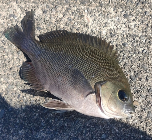 メジナの釣果