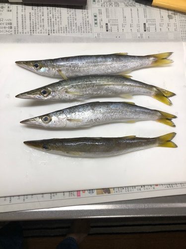 カマスの釣果