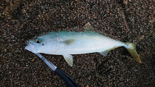 ワカシの釣果