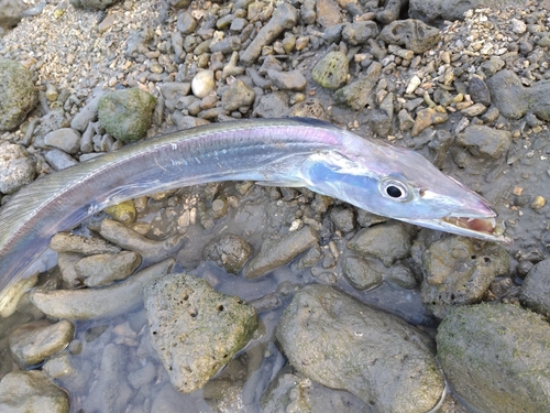 タチウオの釣果