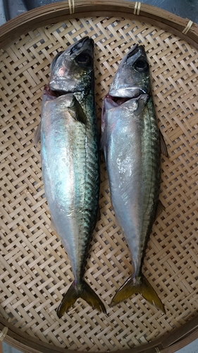 マサバの釣果