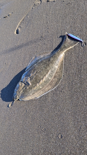 カレイの釣果