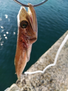 エソの釣果