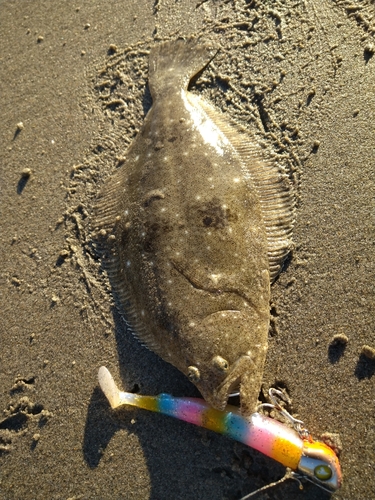 ソゲの釣果