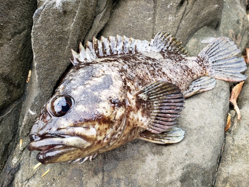 ムラソイの釣果