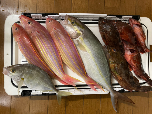 カンパチの釣果