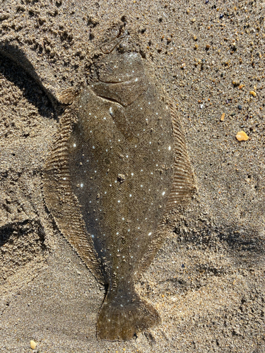 ヒラメの釣果