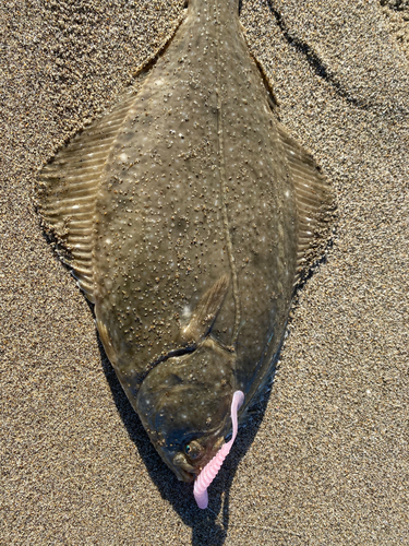 イシガレイの釣果