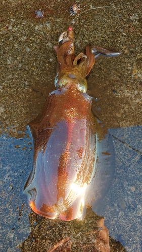 アオリイカの釣果