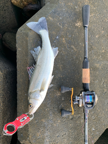 フッコ（マルスズキ）の釣果