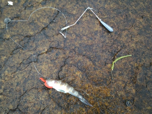 イトヒキハゼの釣果