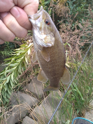 スモールマウスバスの釣果