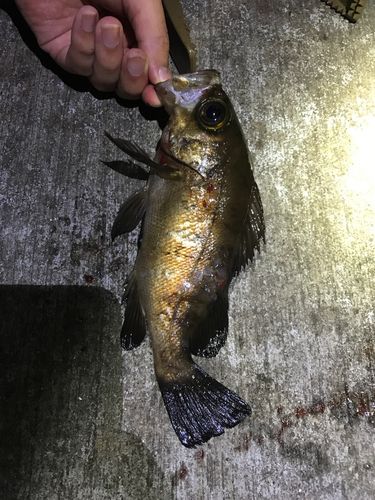 メバルの釣果