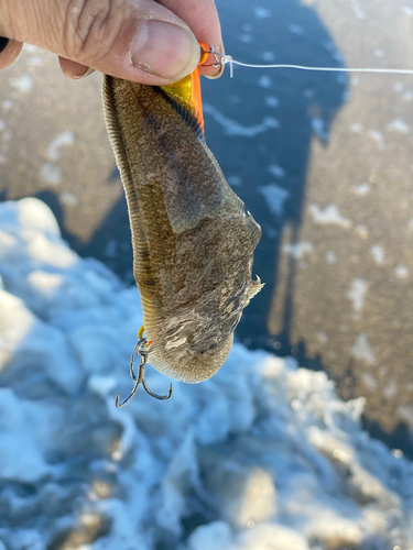 シタビラメの釣果