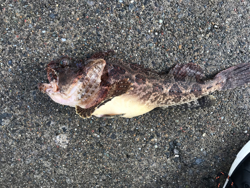 トウベツカジカの釣果