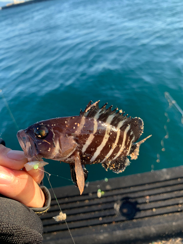 マハタの釣果