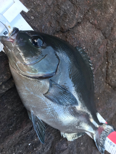 クロメジナの釣果