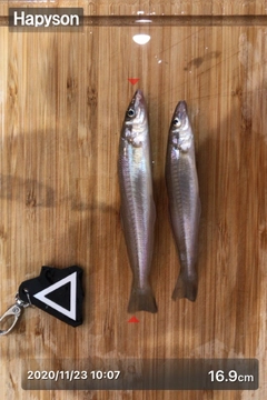シロギスの釣果