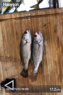 イシモチの釣果