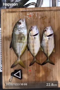 ギンガメアジの釣果