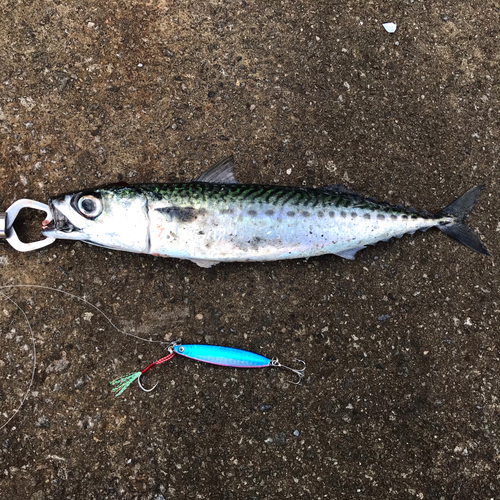 サバの釣果