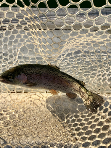 ニジマスの釣果