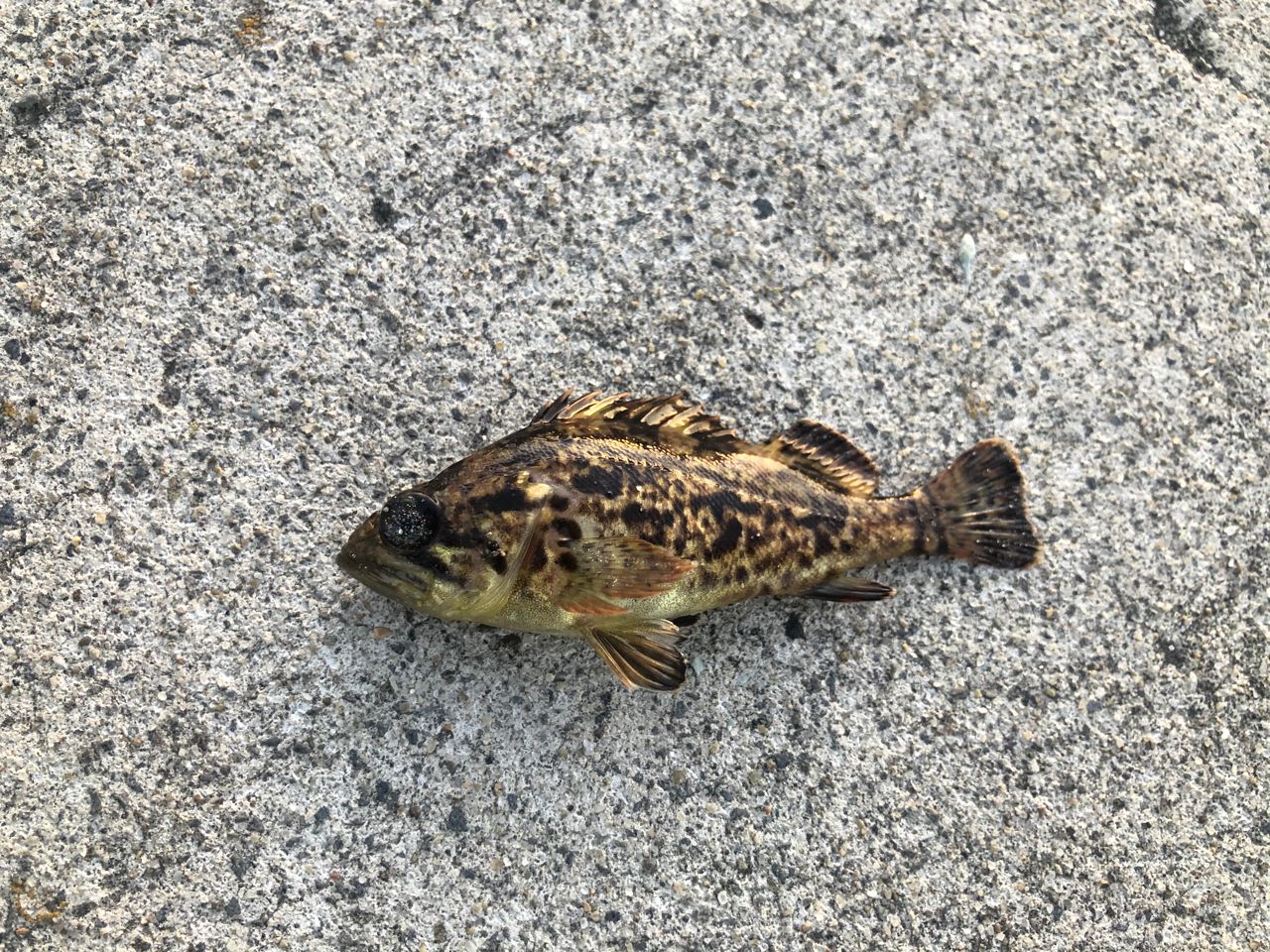 タケノコメバル