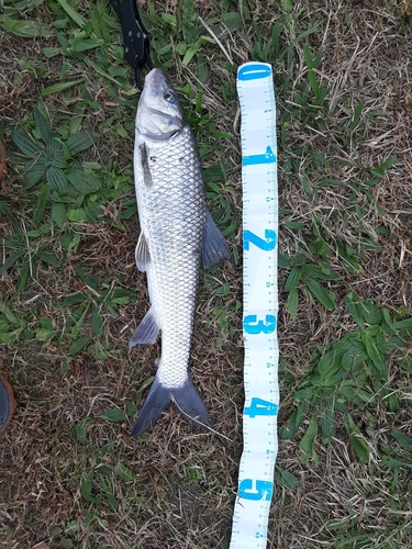 ニゴイの釣果