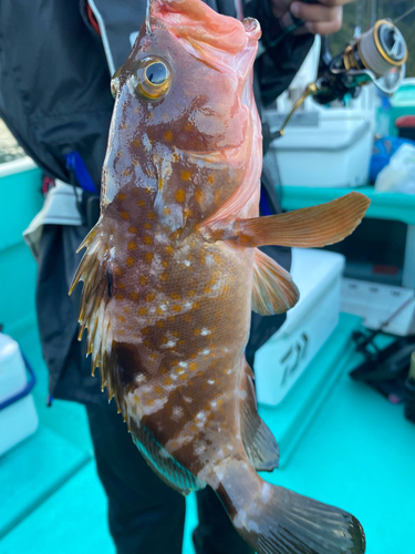 アコウの釣果