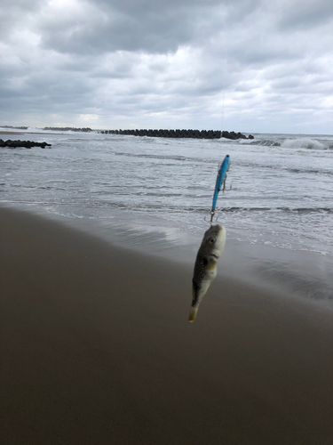 フグの釣果