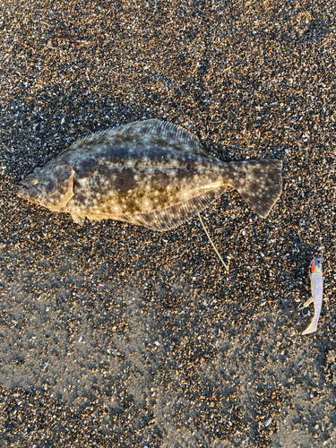 ヒラメの釣果