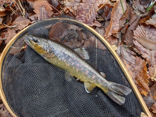 ブラウントラウトの釣果