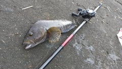 アイナメの釣果