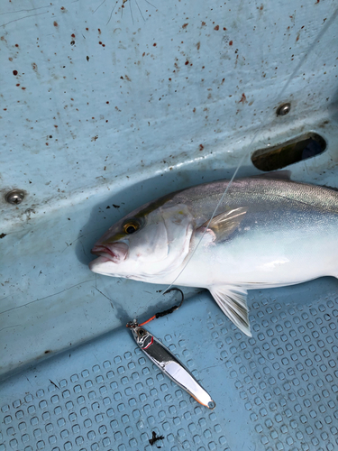 カンパチの釣果