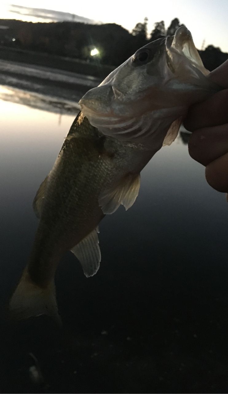 ラージマウスバス