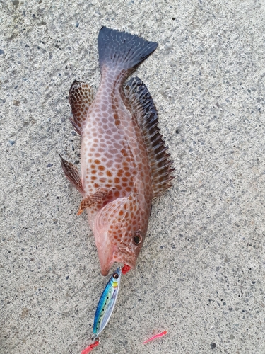 オオモンハタの釣果