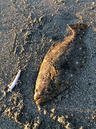 ヒラメの釣果