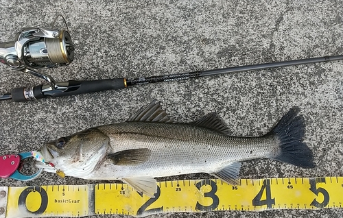 シーバスの釣果