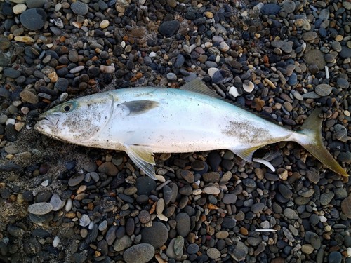 イナダの釣果